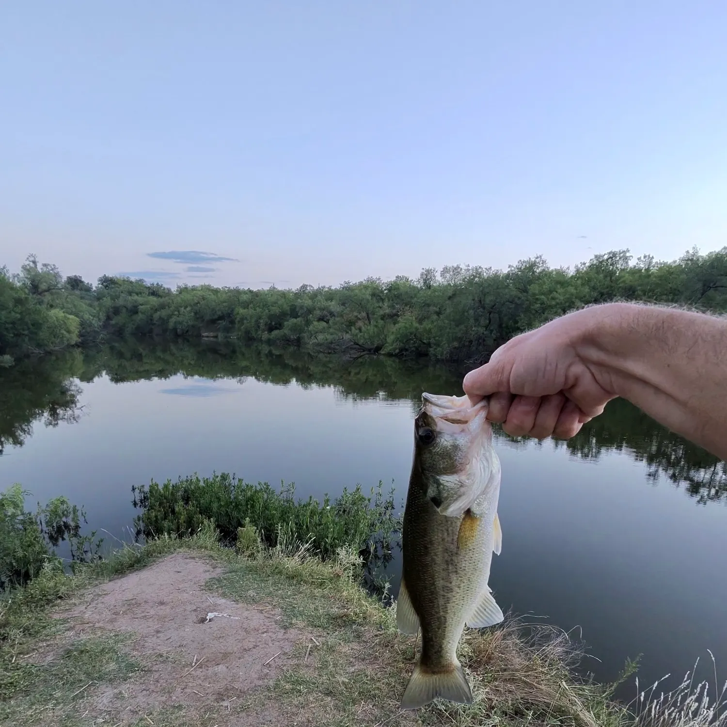 Largemouth bass caught on Fishbrain