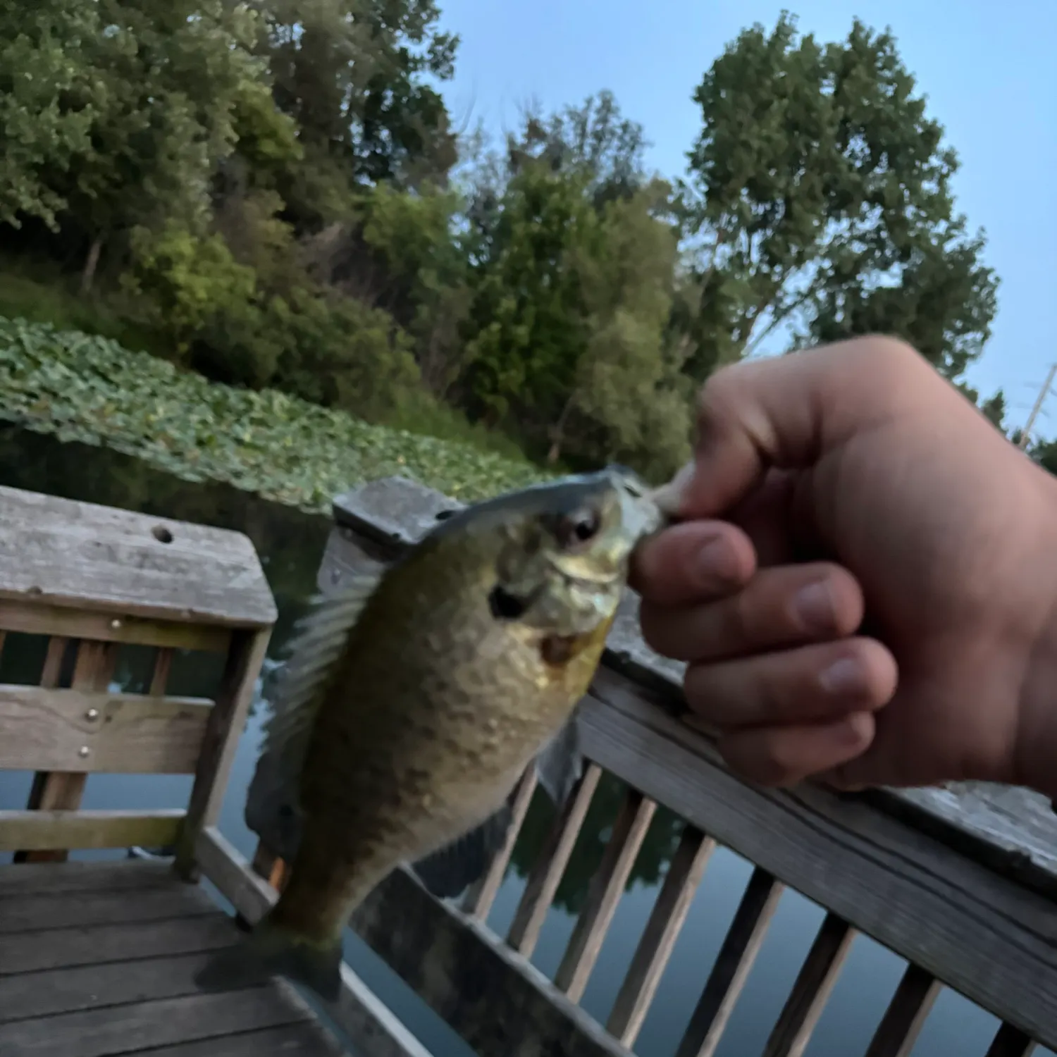 Fish caught on Fishbrain