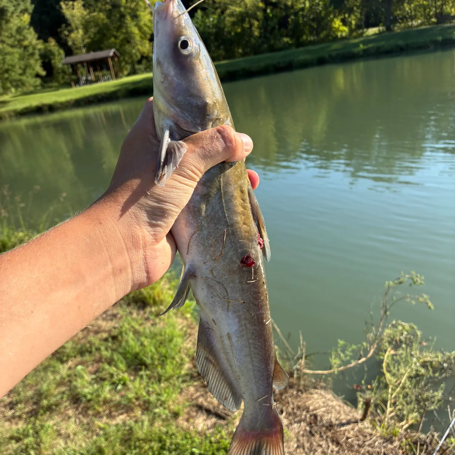 Channel catfish caught on Fishbrain