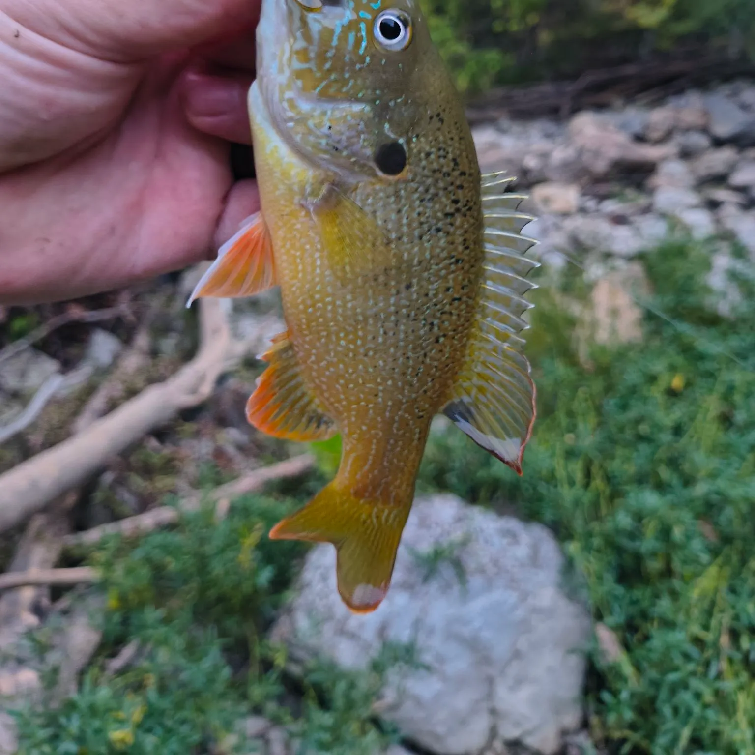 Green sunfish caught on Fishbrain