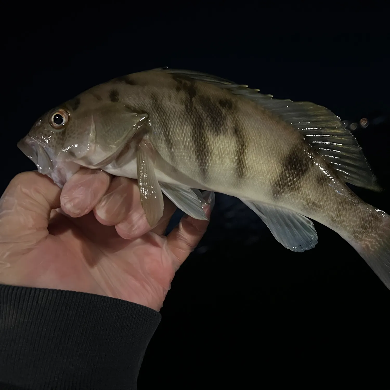 The most recent Barred sand bass catches on Fishbrain