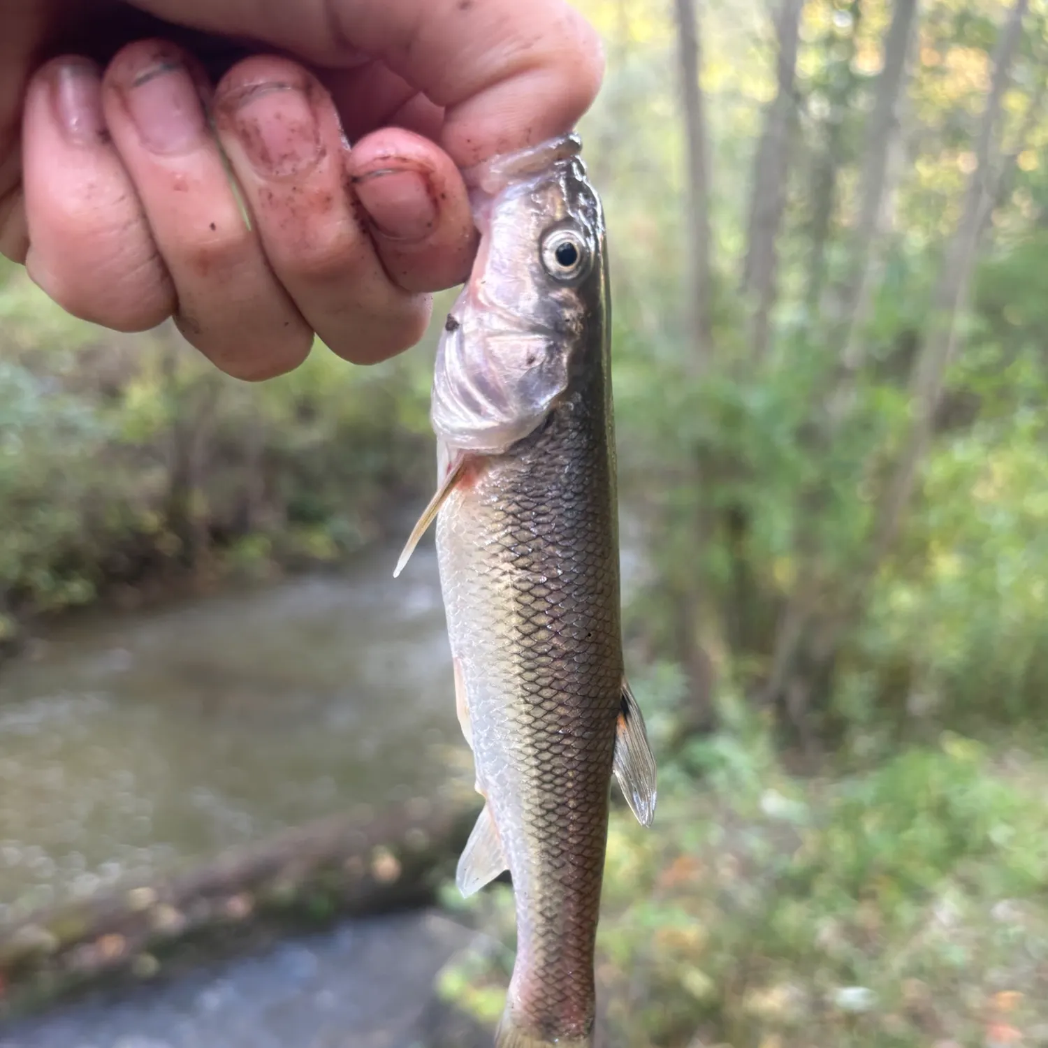 Creek chub caught on Fishbrain