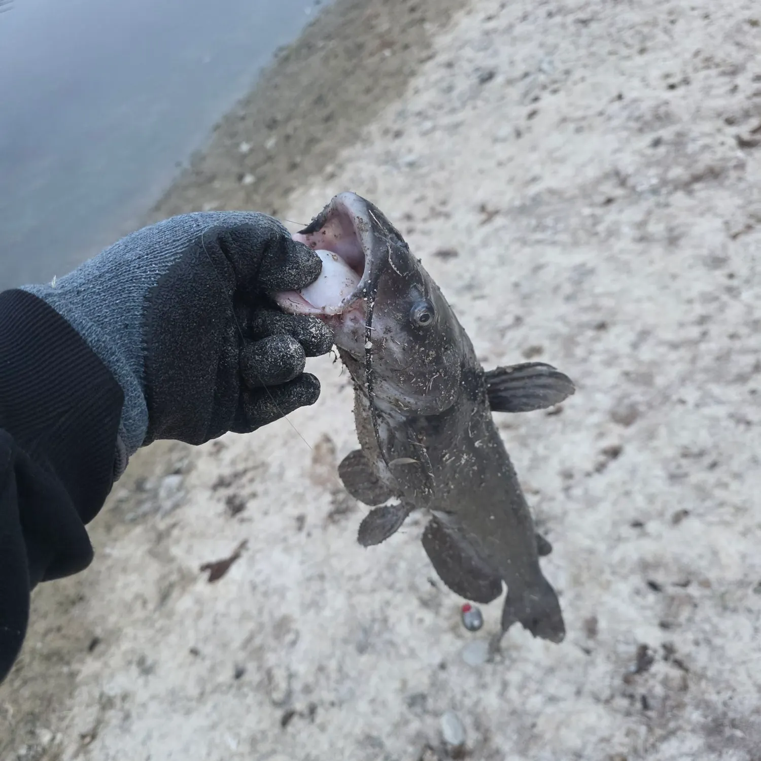 Channel catfish caught on Fishbrain