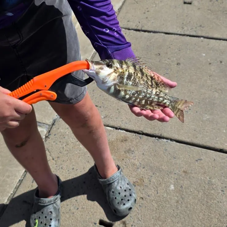 The most recent Spangled emperor catches on Fishbrain