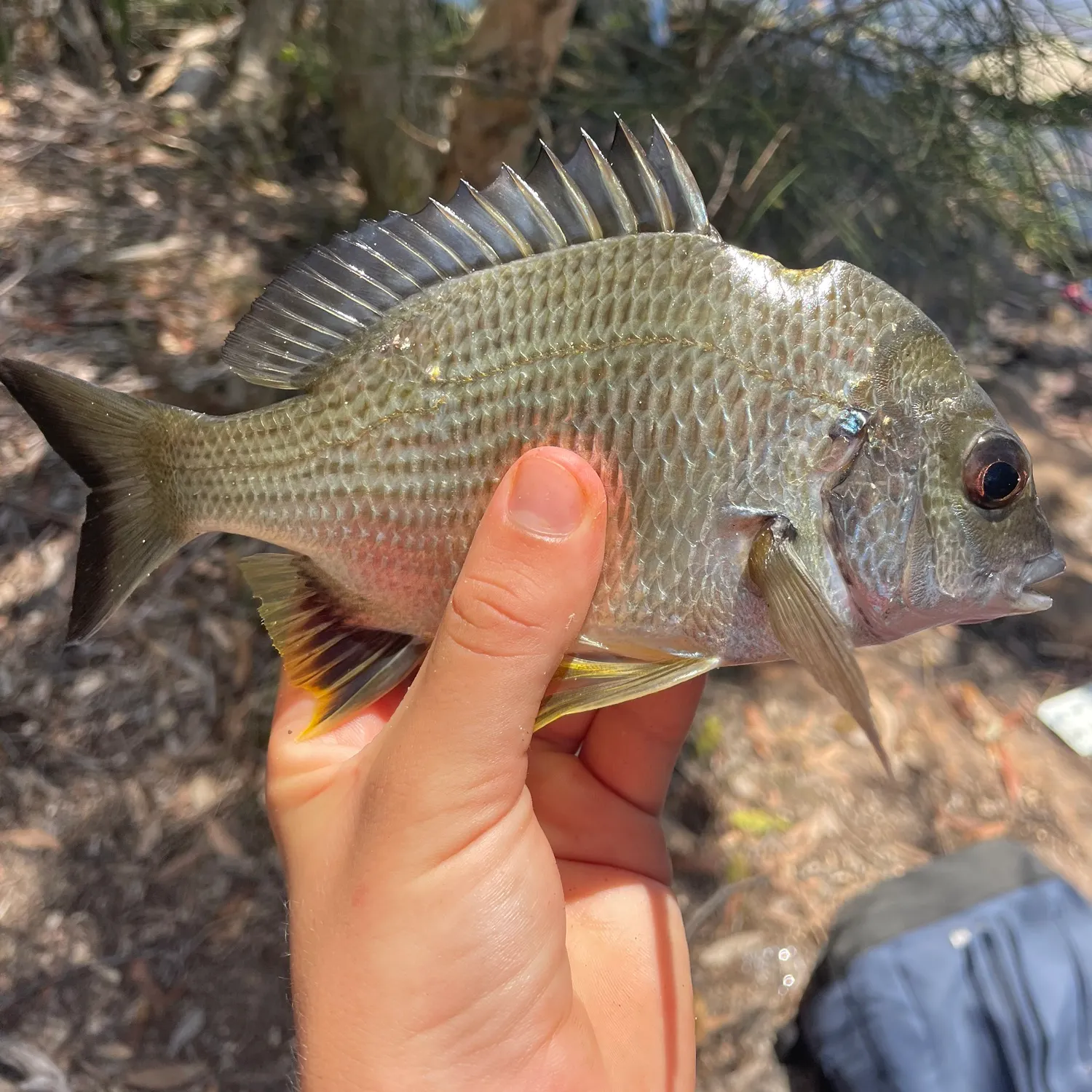 Surf bream caught on Fishbrain