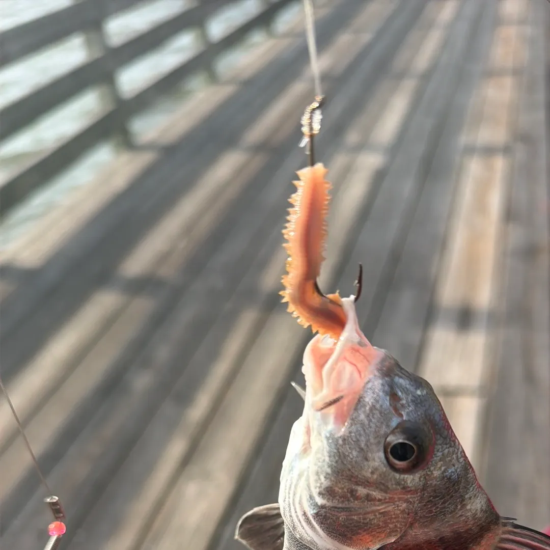 Black drum caught on Fishbrain
