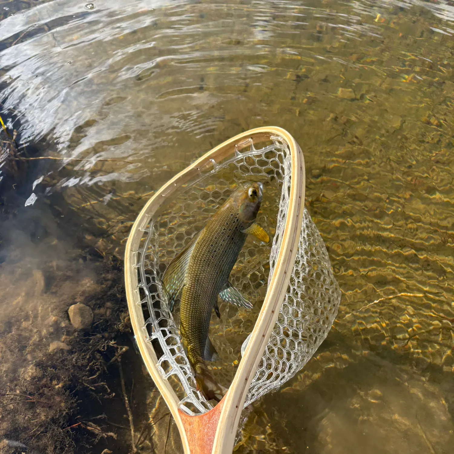 The most recent Arctic grayling catches on Fishbrain