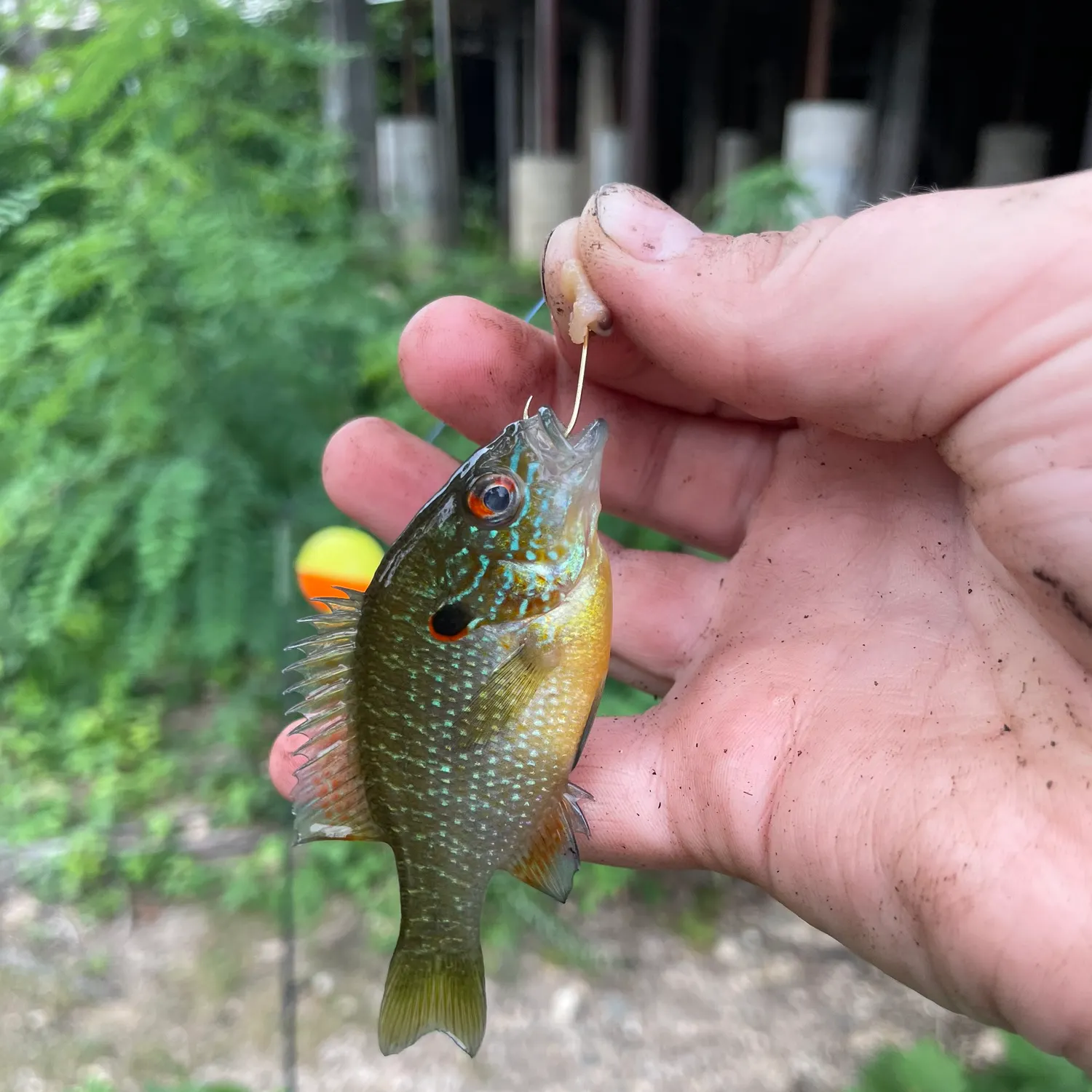 The most recent Northern sunfish catches on Fishbrain