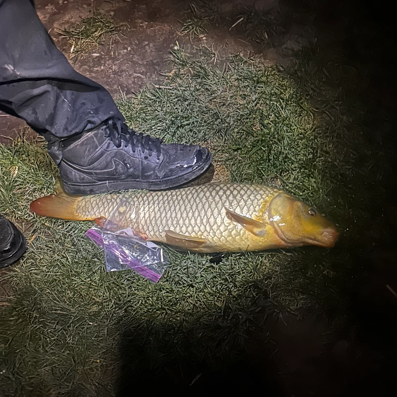 The most recent Common carp catches on Fishbrain