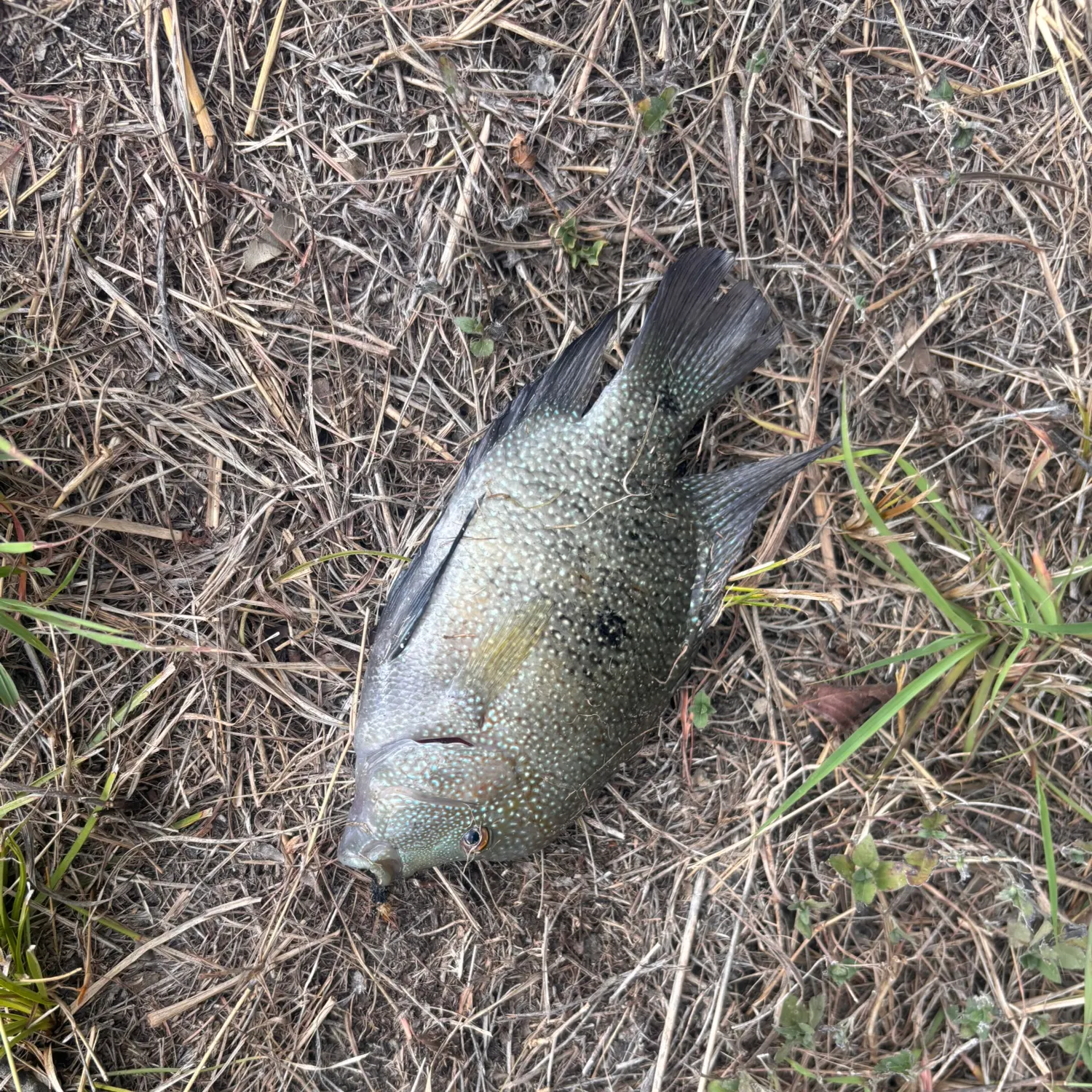 Rio Grande cichlid caught on Fishbrain