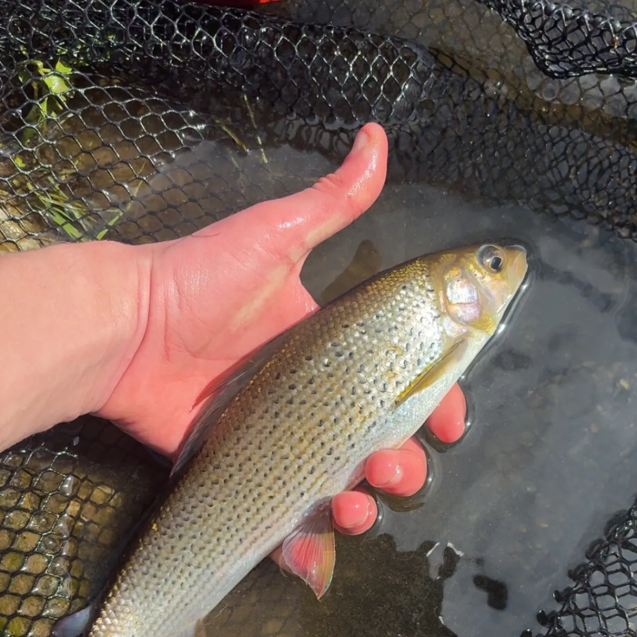 The most recent European grayling catches on Fishbrain