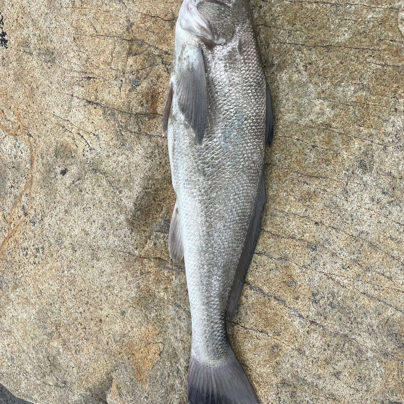The most recent California corbina catches on Fishbrain