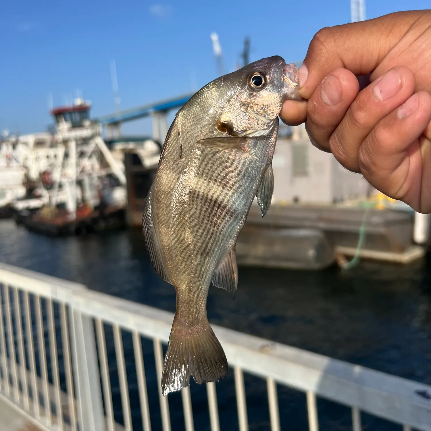 The most recent Black croaker catches on Fishbrain