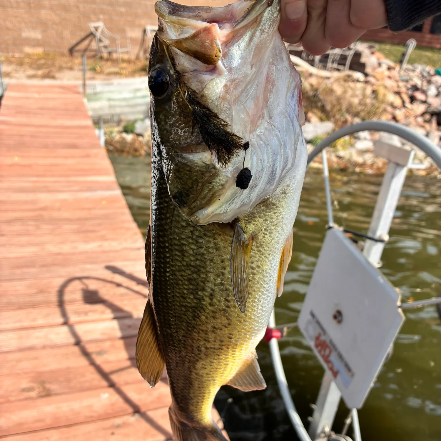 Largemouth bass caught on Fishbrain