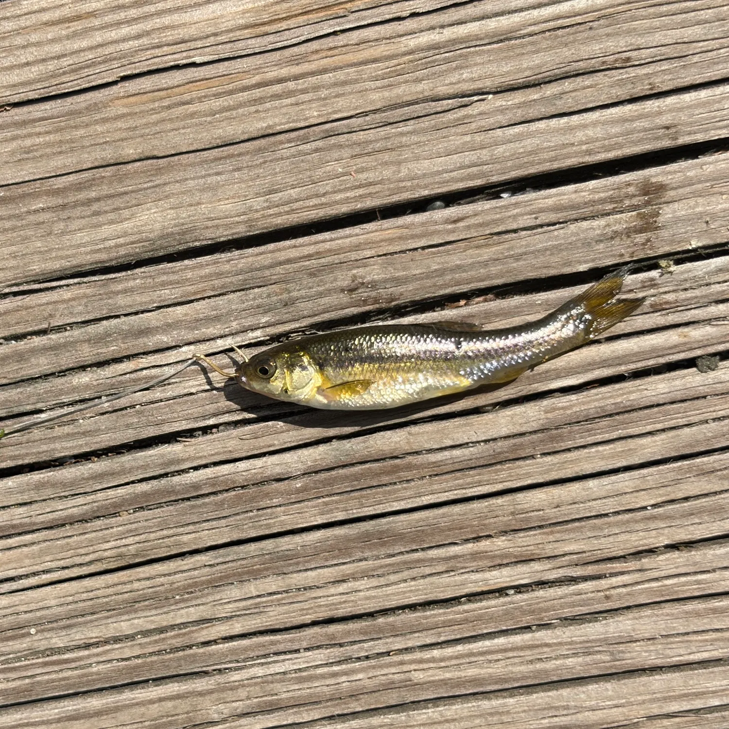Common shiner caught on Fishbrain