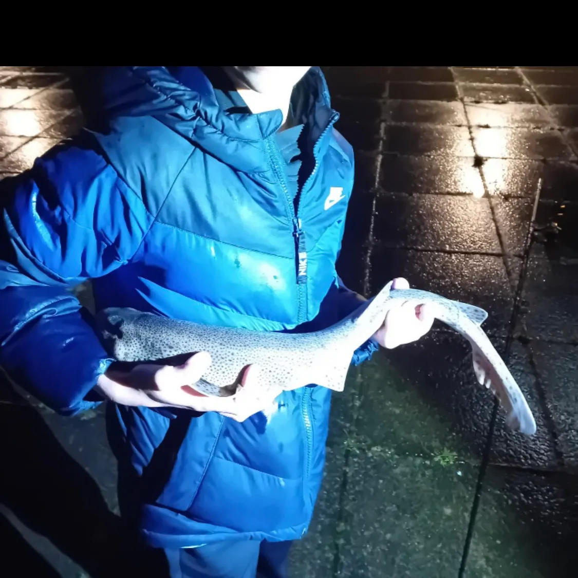 The most recent Nursehound catches on Fishbrain