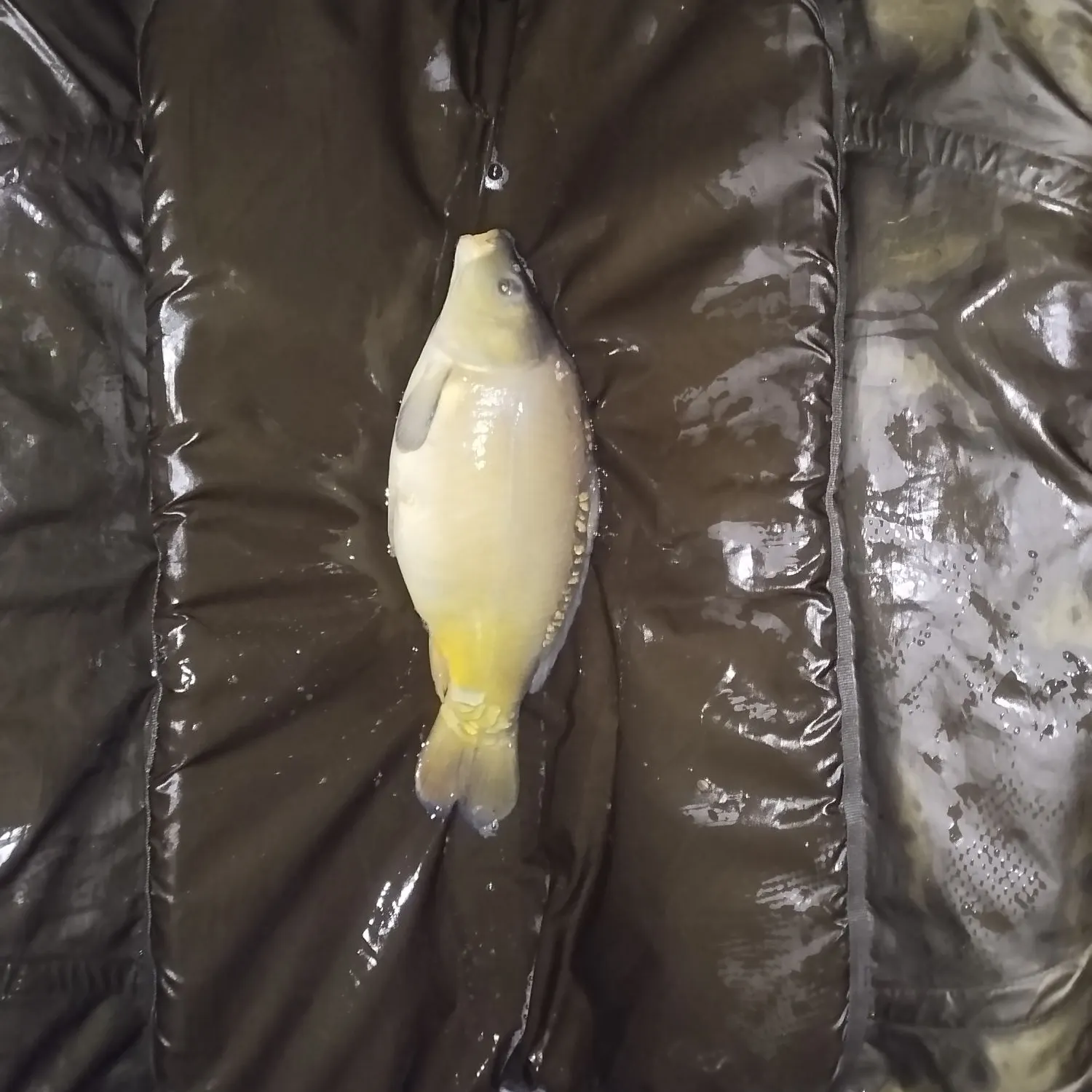 The most recent Mirror carp catches on Fishbrain