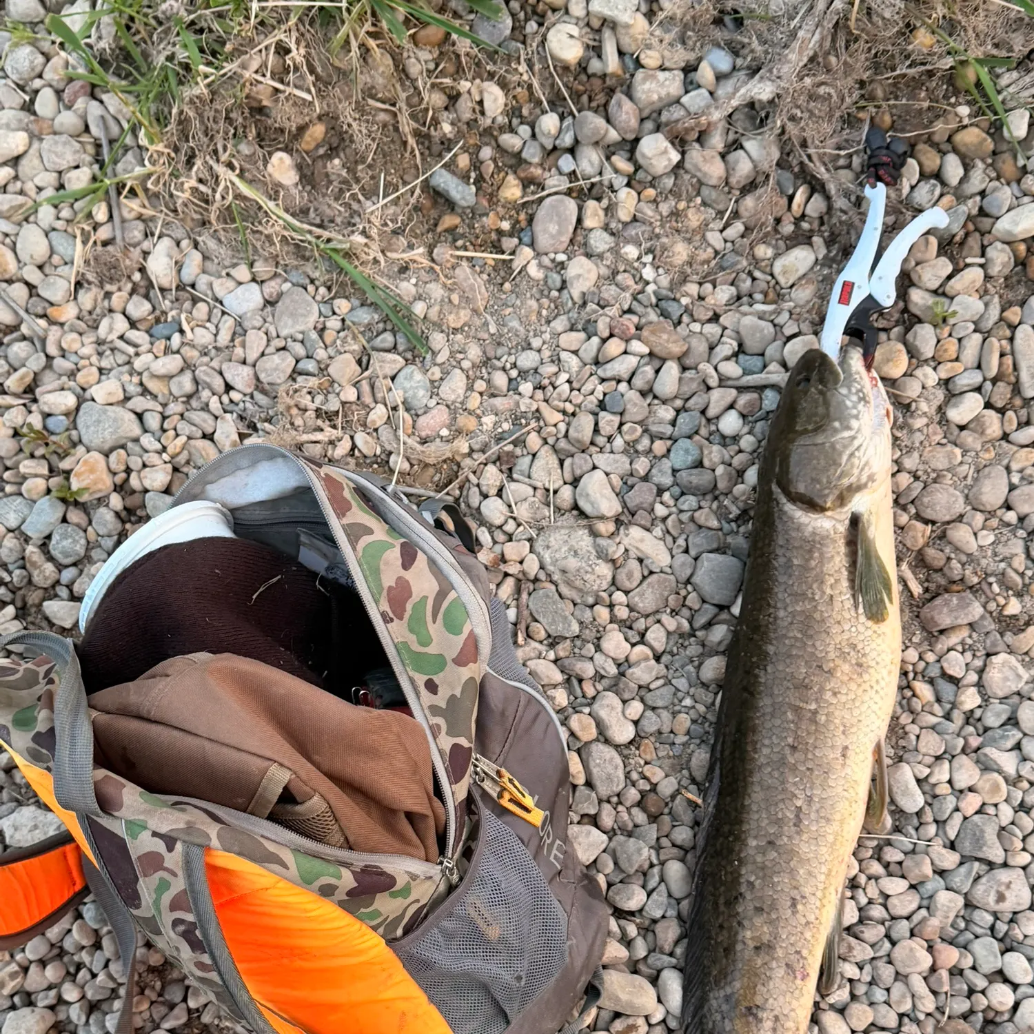 Eyetail bowfin caught on Fishbrain