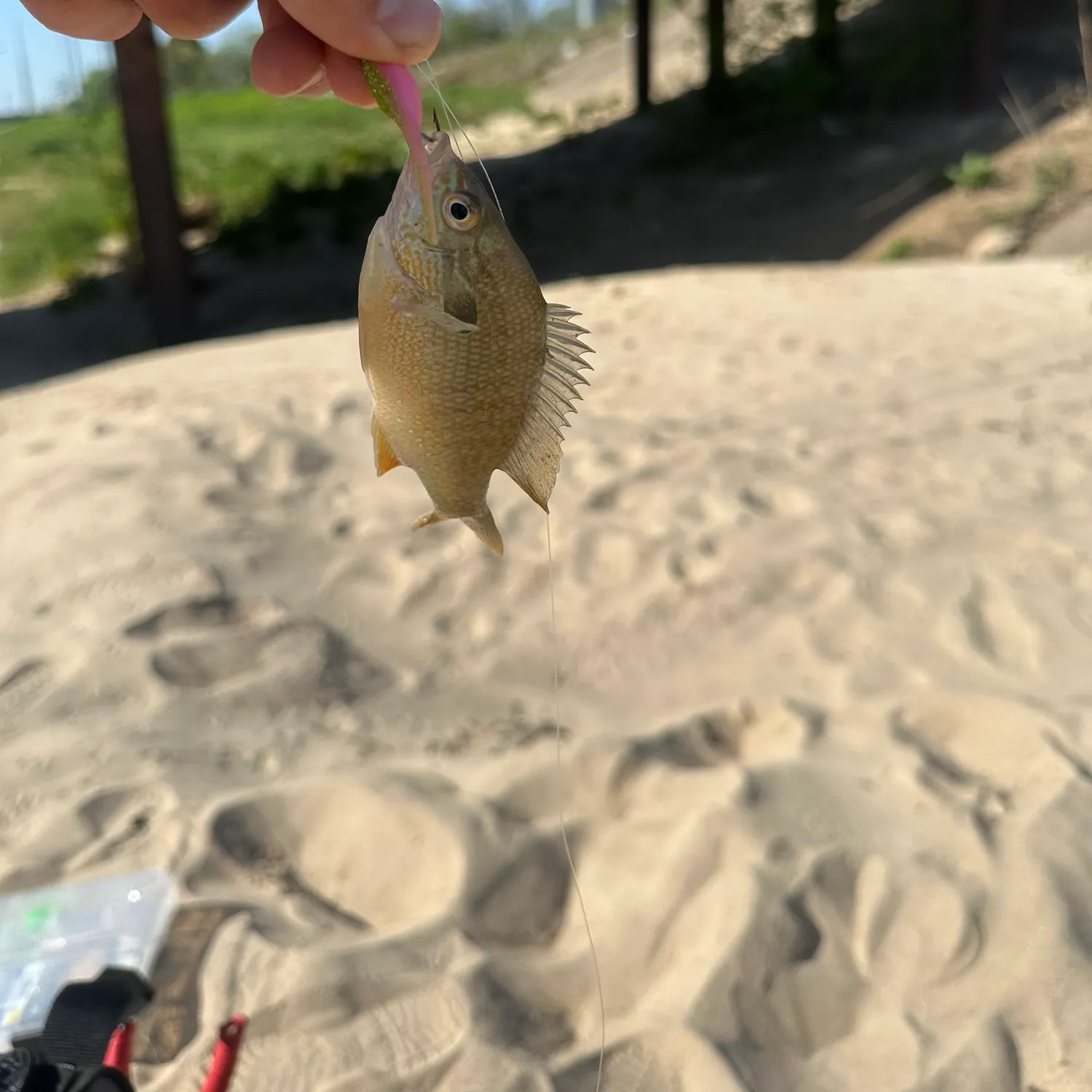The most recent Longear sunfish catches on Fishbrain