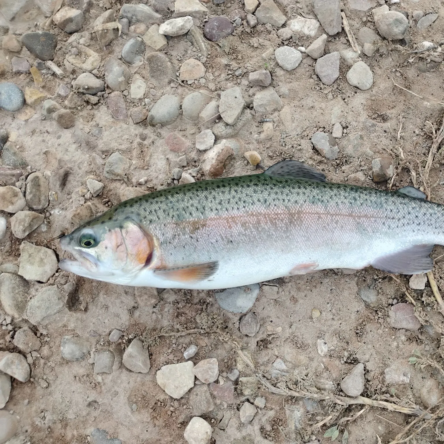 Rainbow trout caught on Fishbrain