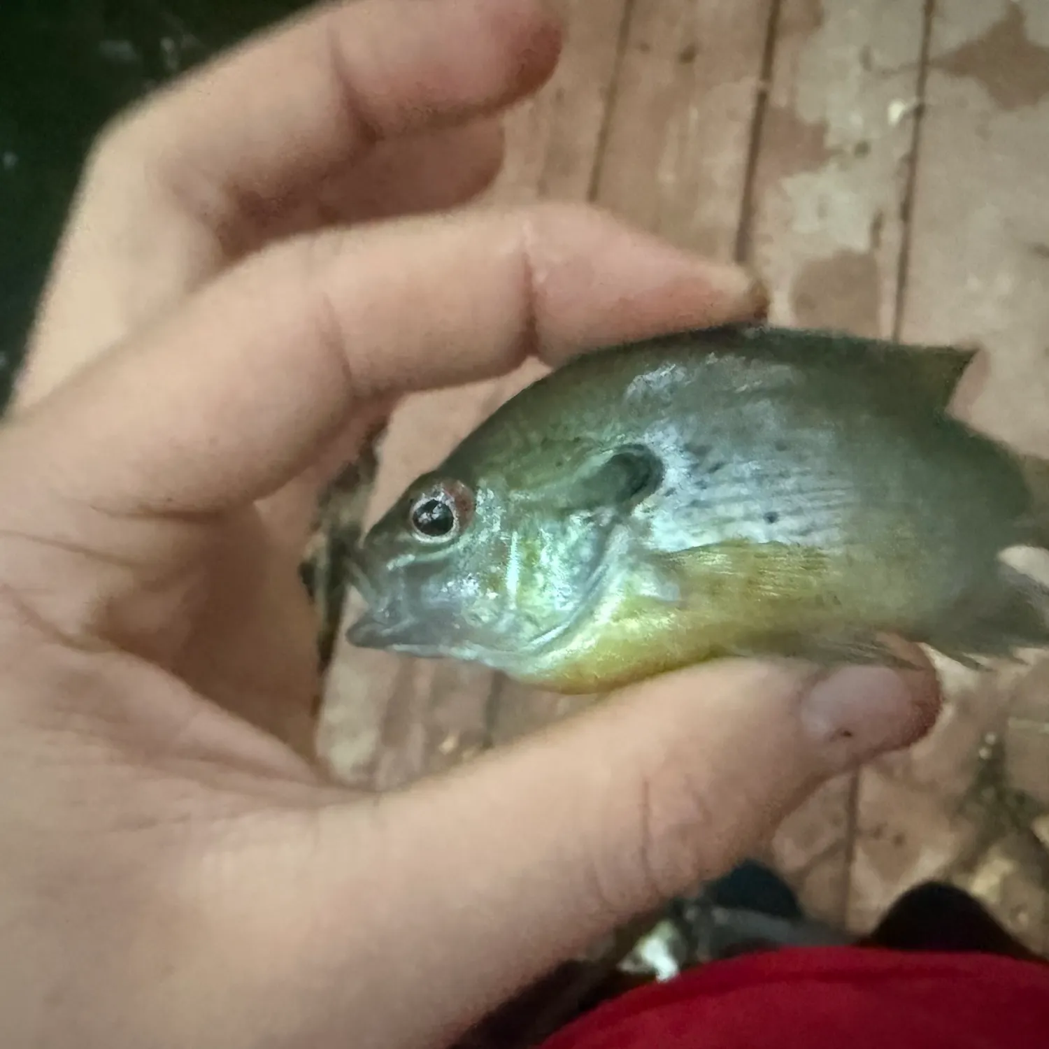 Bluegill caught on Fishbrain