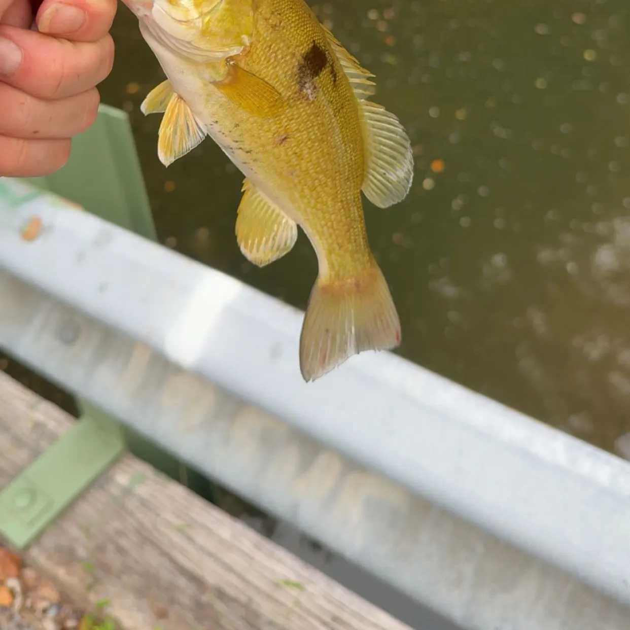 Smallmouth bass caught on Fishbrain