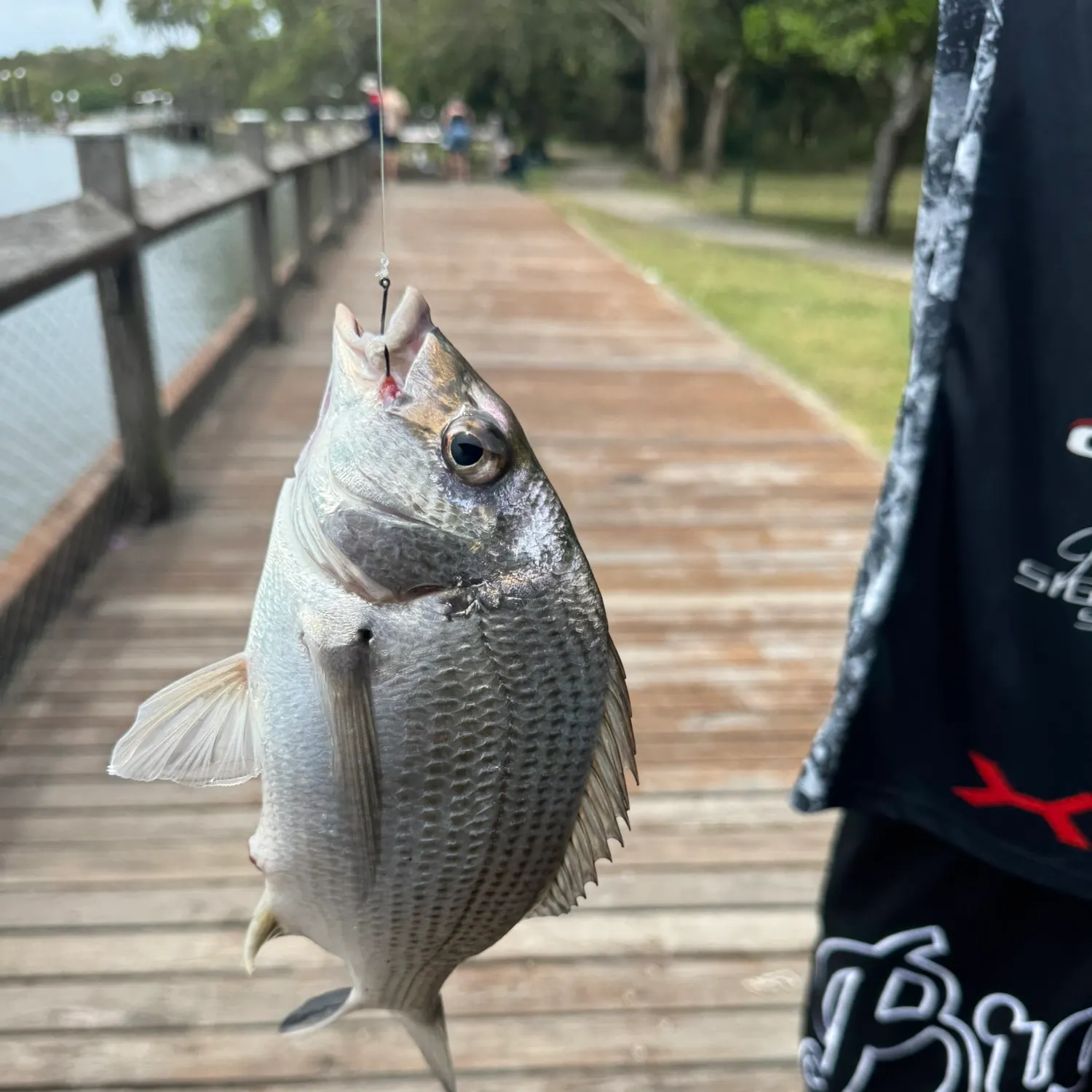 The most recent Surf bream catches on Fishbrain