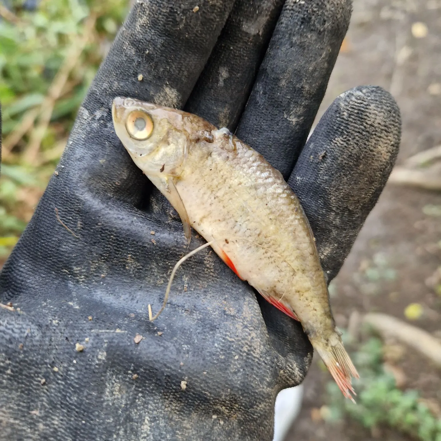 Common rudd caught on Fishbrain