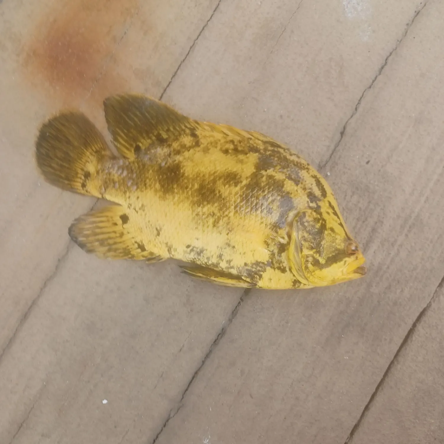 The most recent Atlantic tripletail catches on Fishbrain