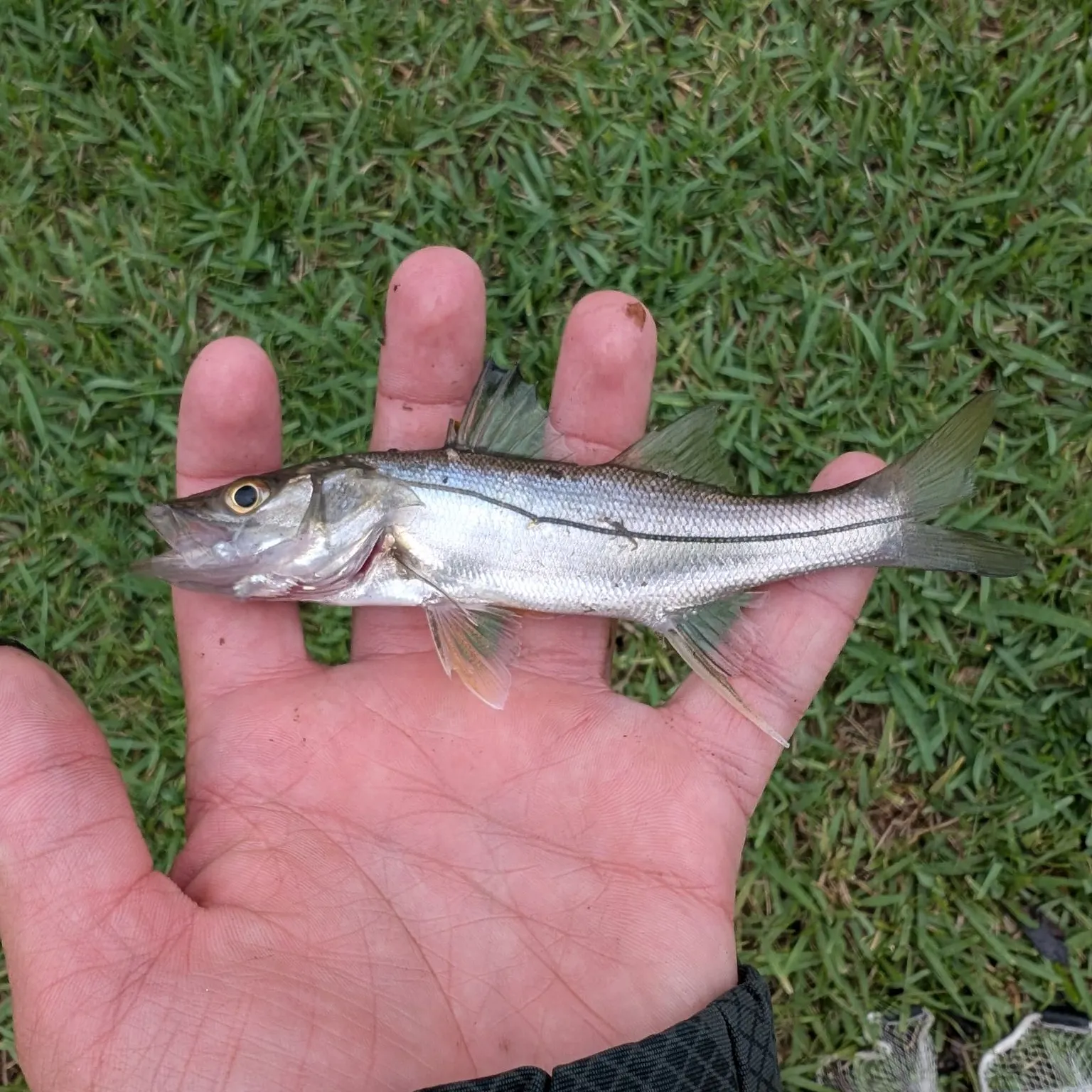 The most popular recent Swordspine Snook catch on Fishbrain