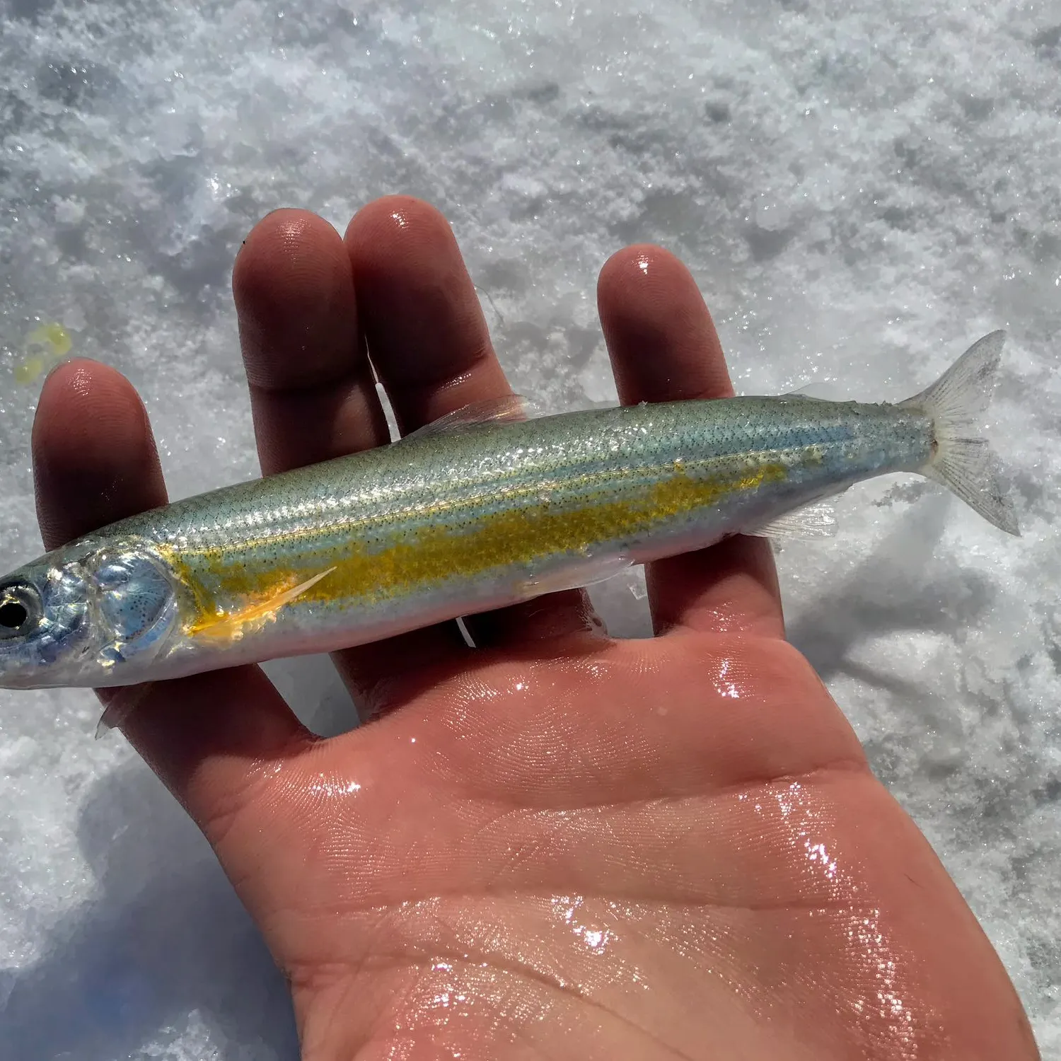 The most recent Bonneville cisco catches on Fishbrain