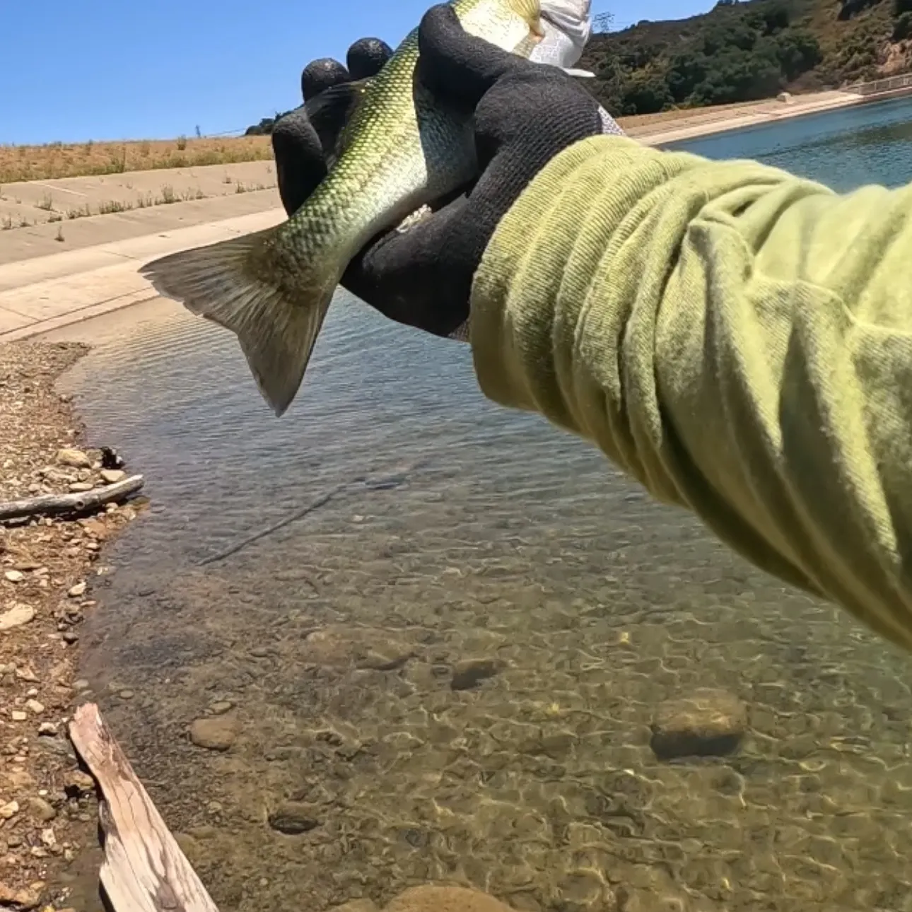 The most recent Spotted bass catches on Fishbrain