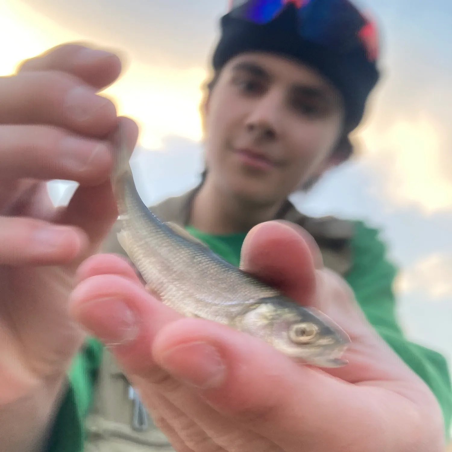 The most popular recent Utah chub catch on Fishbrain