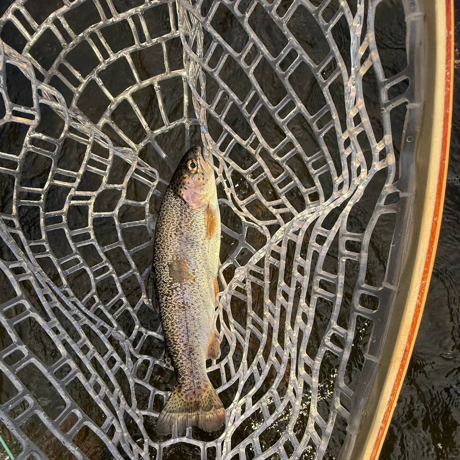 Rainbow trout caught on Fishbrain