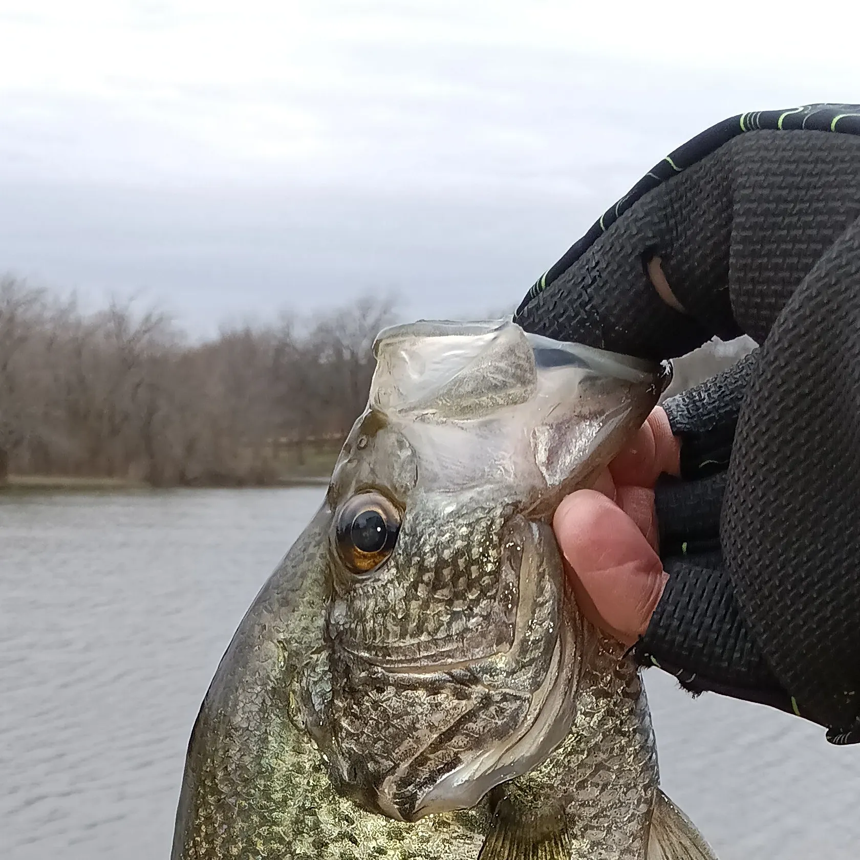 The most popular recent Magnolia crappie catch on Fishbrain