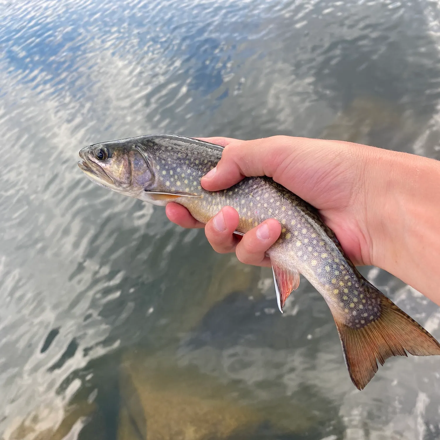 angler catch