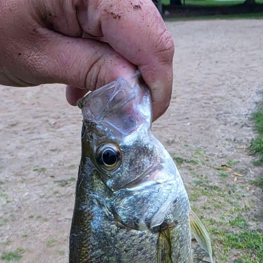 Black crappie caught on Fishbrain