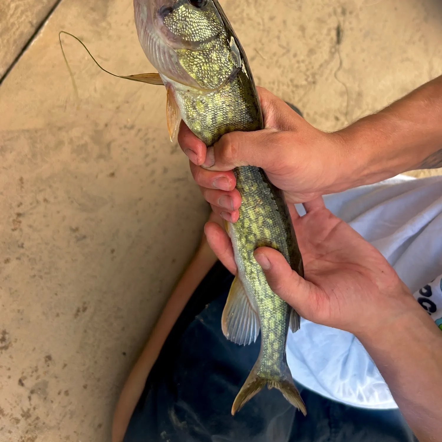 Chain pickerel caught on Fishbrain