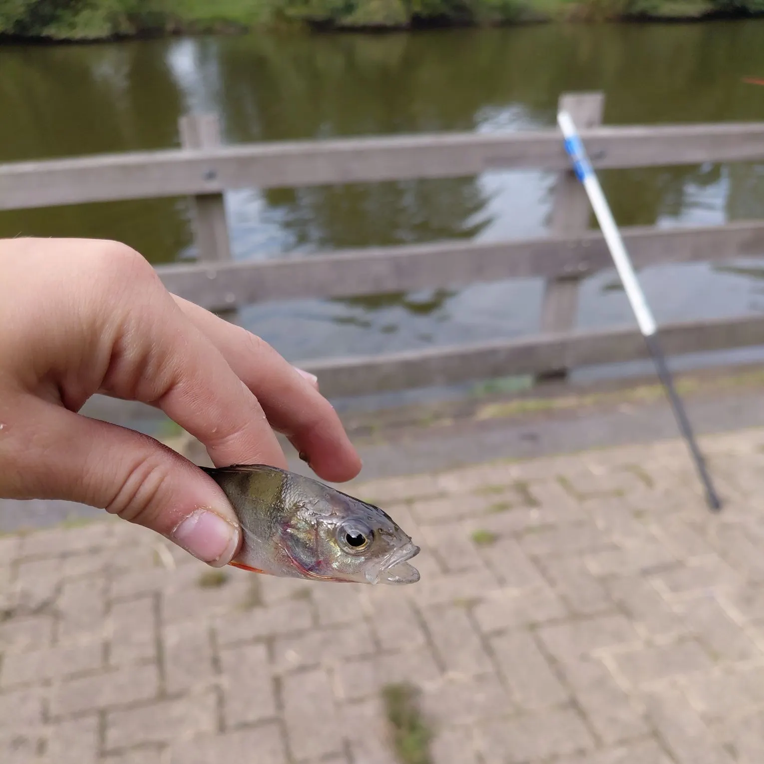 European perch caught on Fishbrain