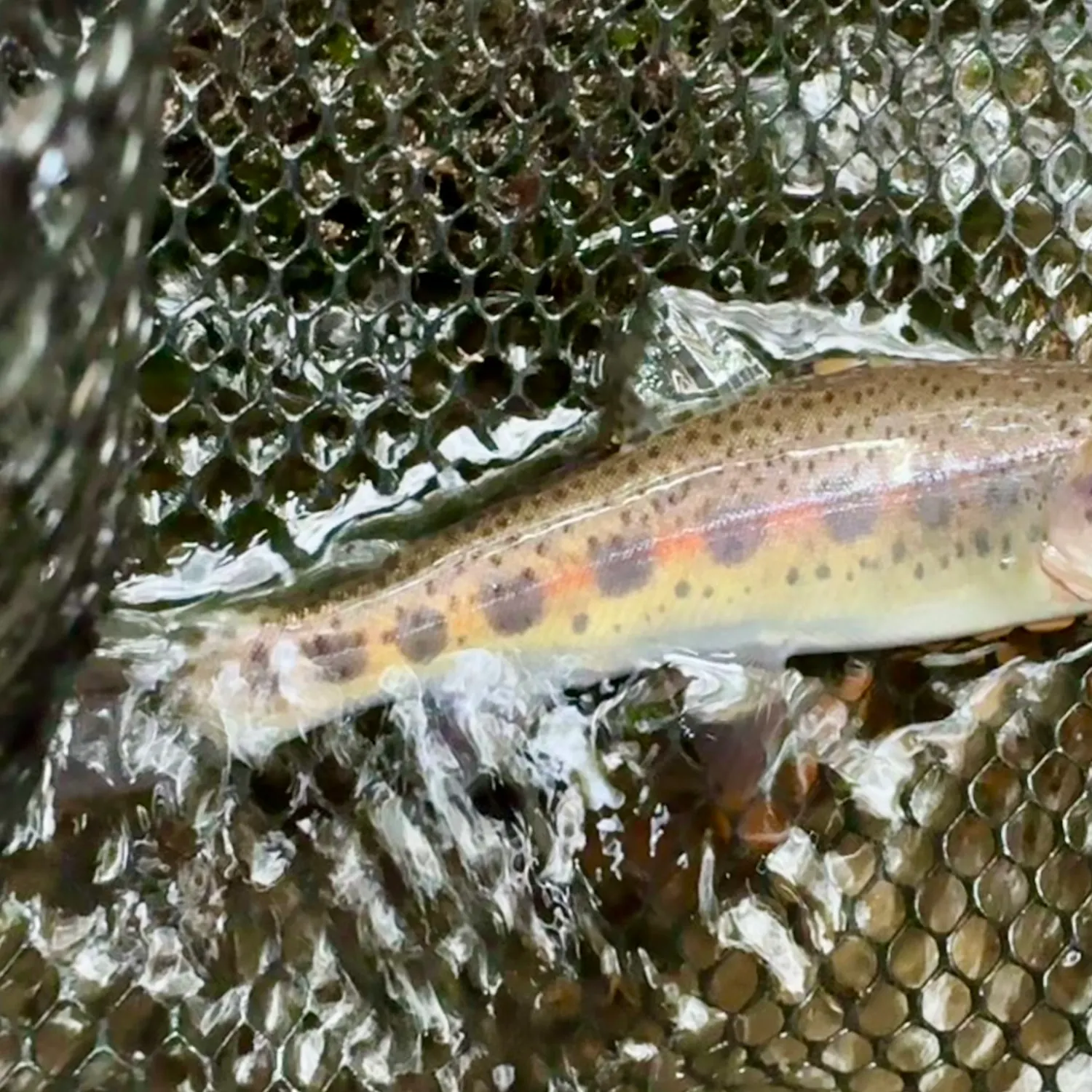 Rainbow trout caught on Fishbrain