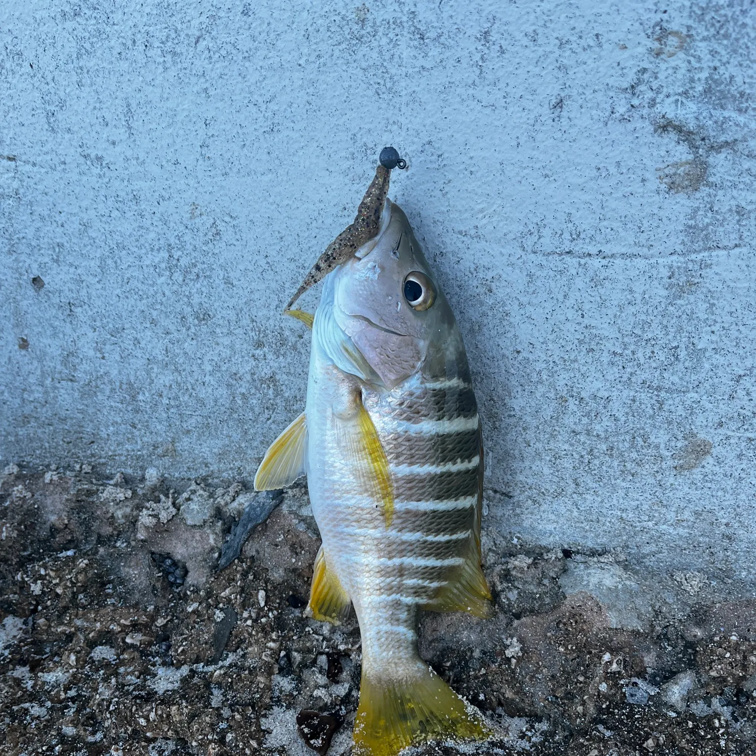 The most recent Schoolmaster snapper catches on Fishbrain