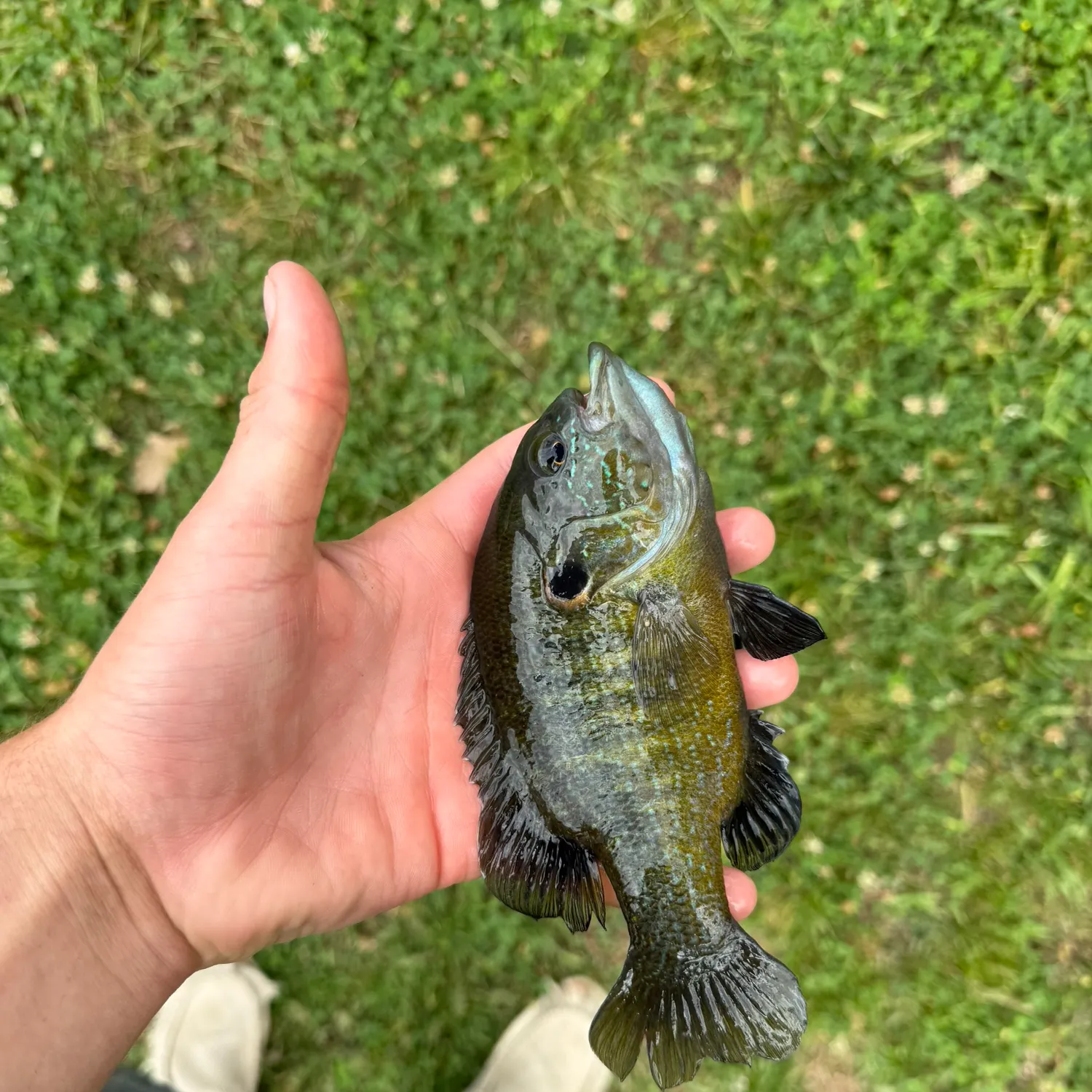 Green sunfish caught on Fishbrain