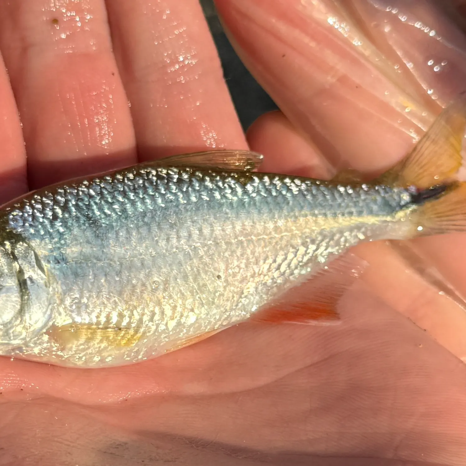 The most recent Mexican tetra catches on Fishbrain