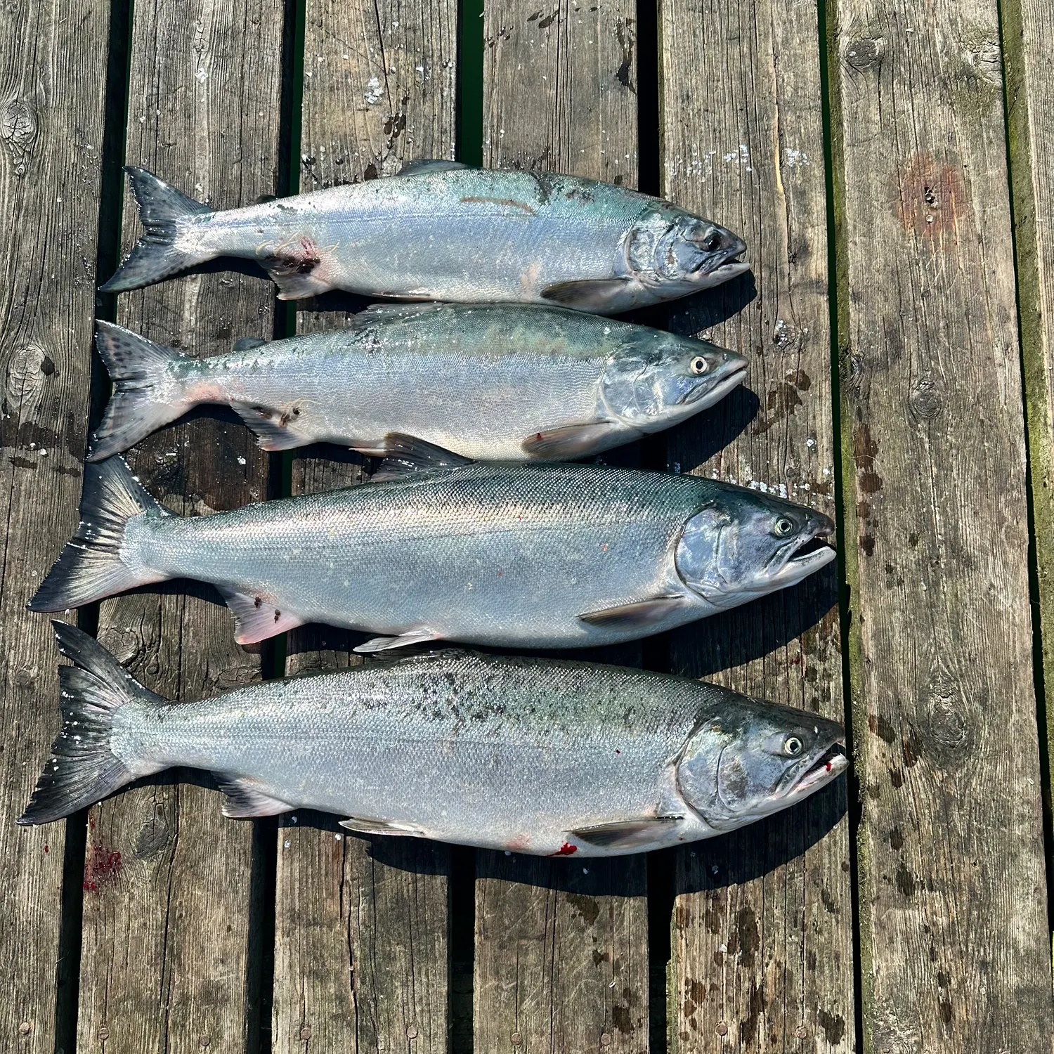 recently logged catches