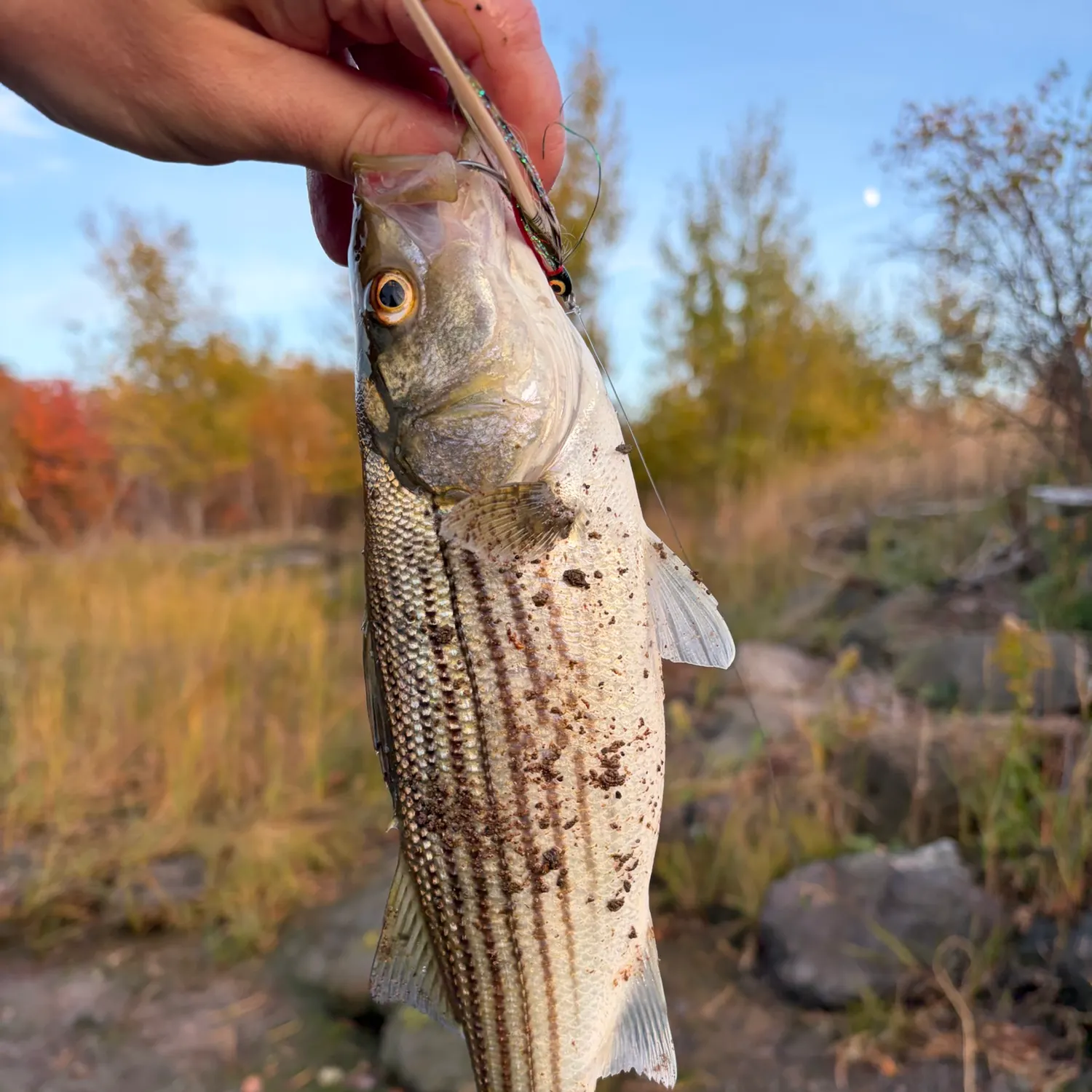 Striped bass caught on Fishbrain