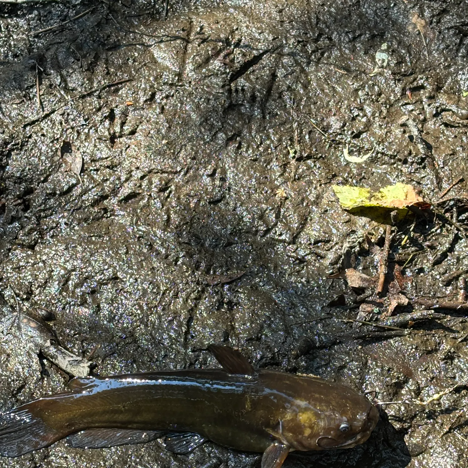 Yellow bullhead caught on Fishbrain