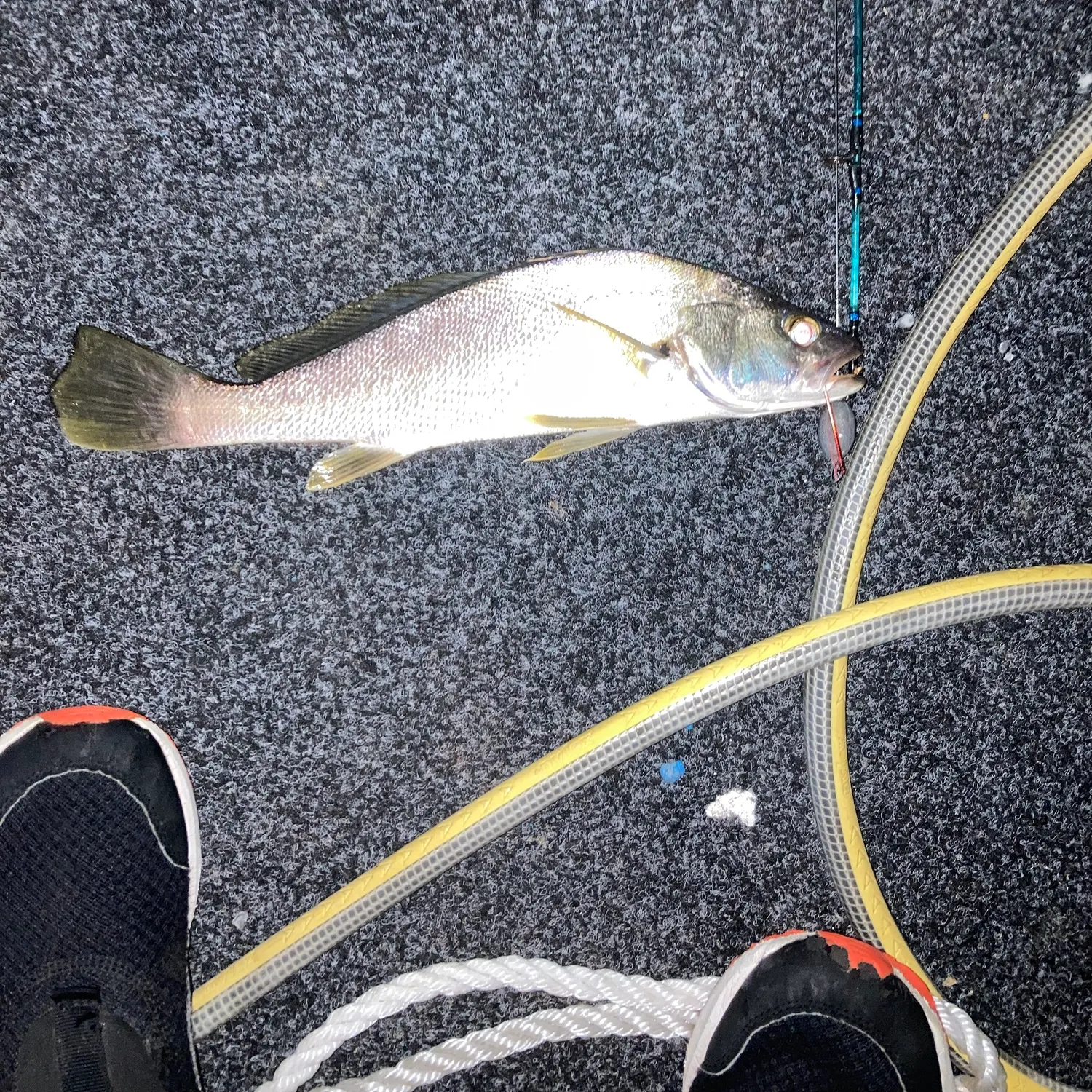 The most recent Japanese meagre catches on Fishbrain