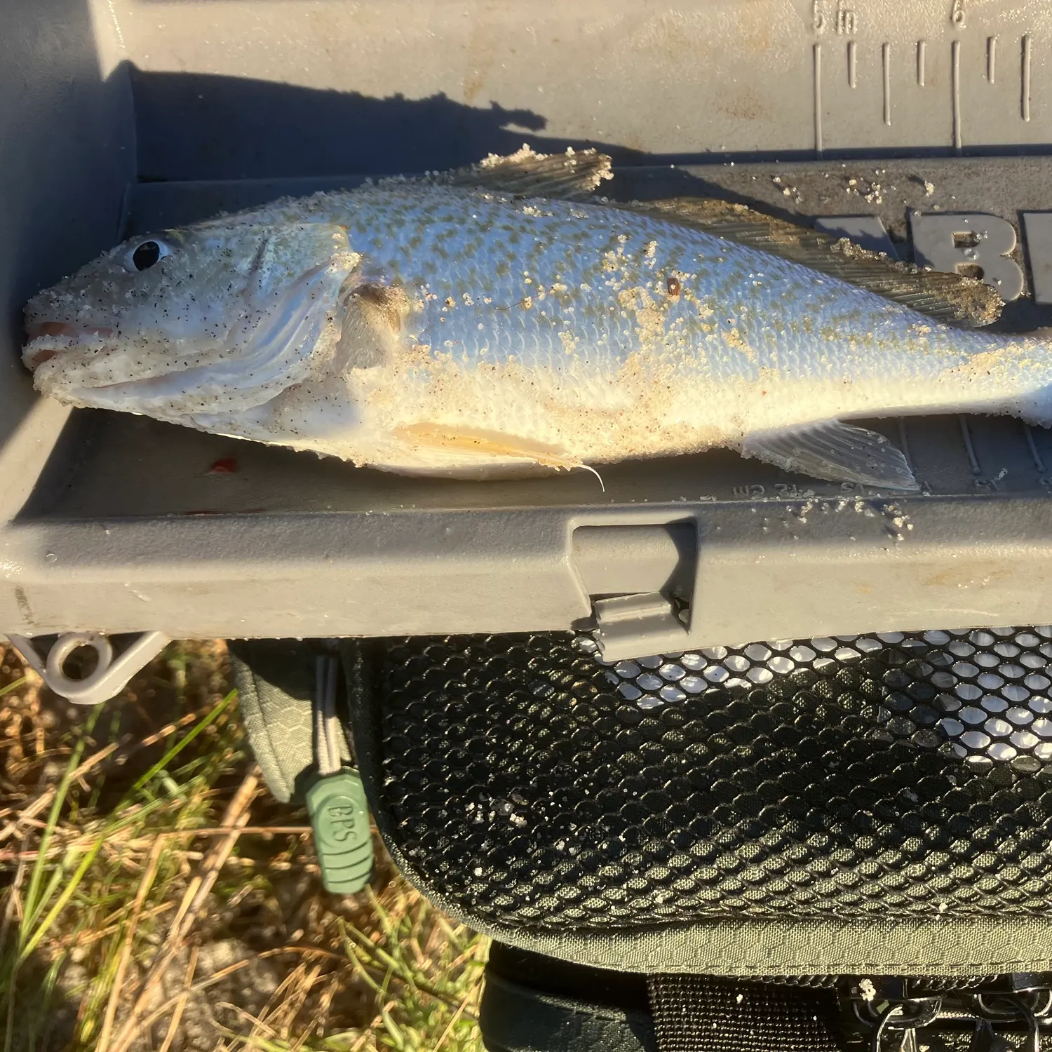 Fish caught on Fishbrain