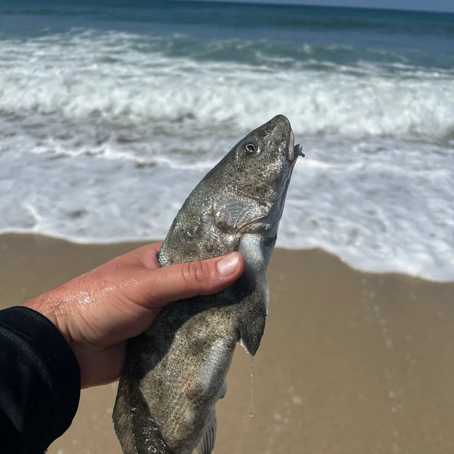 The most recent California corbina catches on Fishbrain