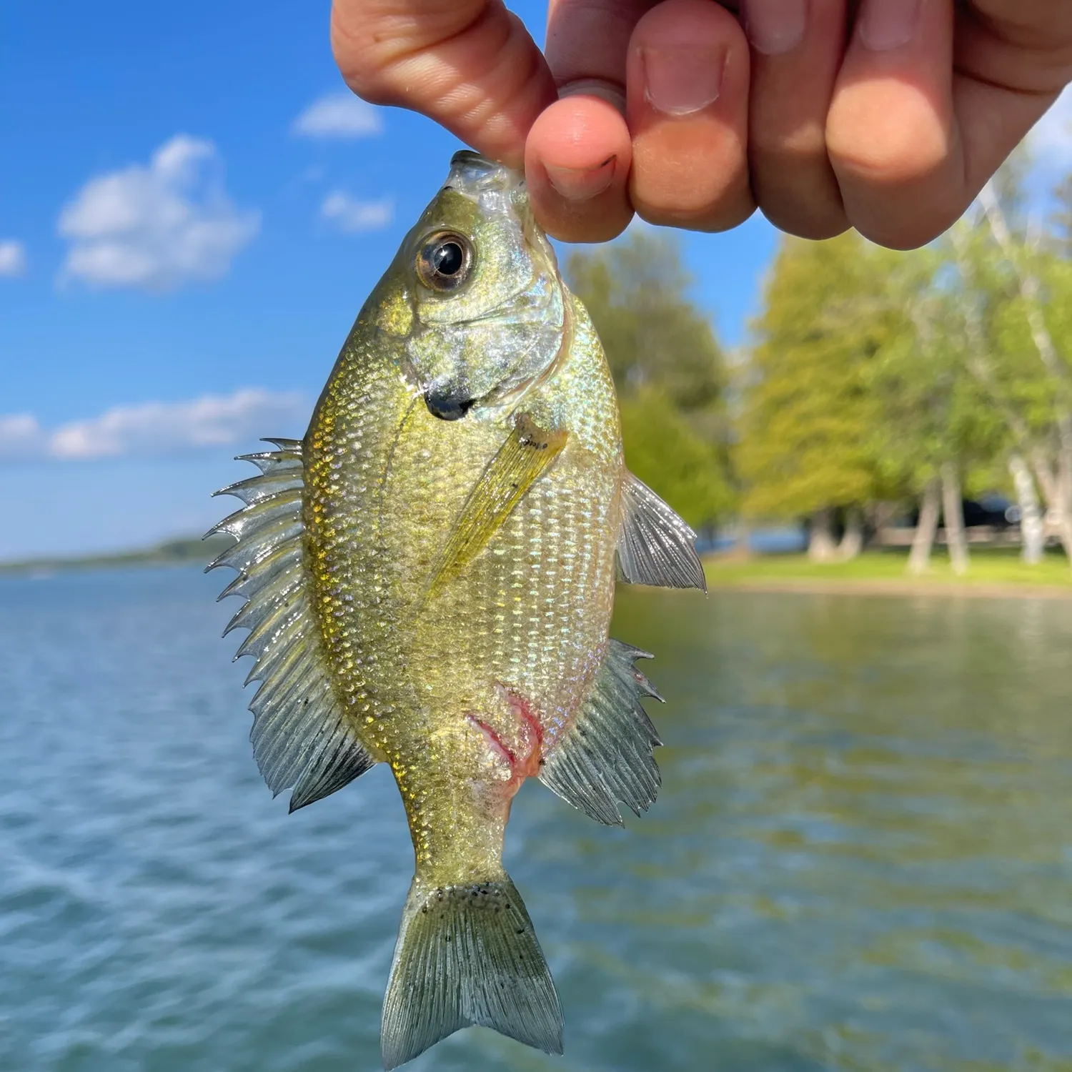 Bluegill caught on Fishbrain
